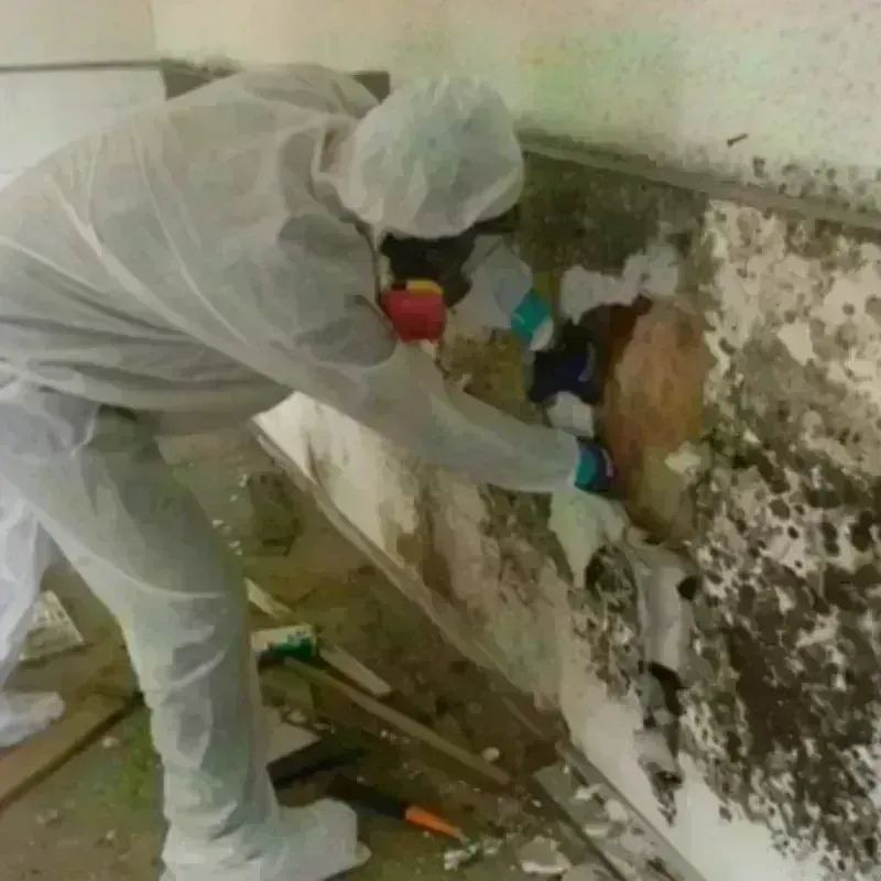 Mold Remediation and Removal in Thornport, OH